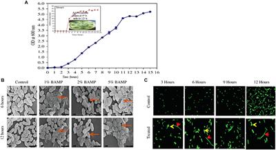 Characterization of a Potent New-Generation Antimicrobial Peptide of Bacillus